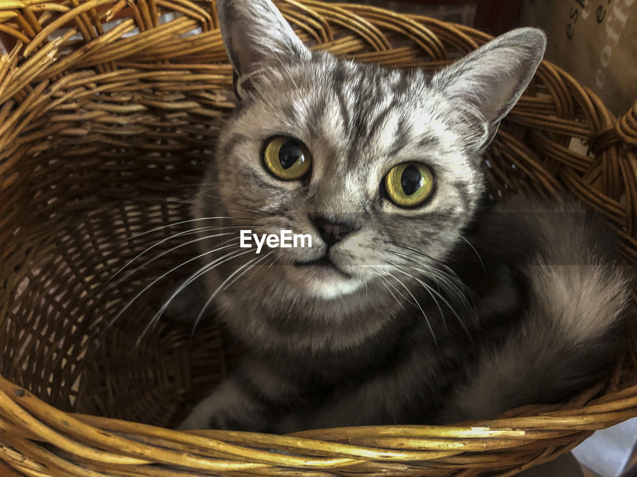 CLOSE-UP PORTRAIT OF A CAT WITH EYES CLOSED