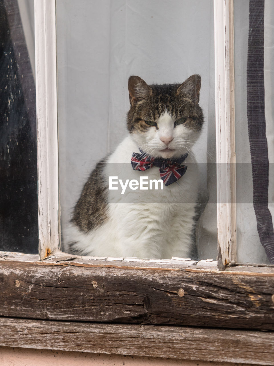 Dapper cat with a union jack bow tie sitting in a medieval cottage window. england, uk.