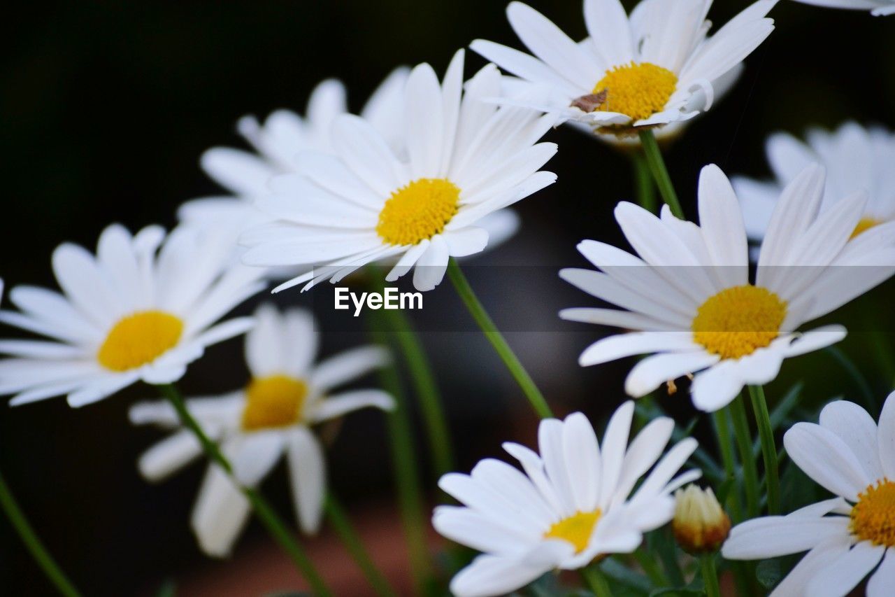 flower, flowering plant, plant, freshness, beauty in nature, daisy, petal, fragility, flower head, close-up, white, yellow, nature, inflorescence, growth, pollen, macro photography, no people, botany, outdoors, blossom, springtime, focus on foreground, wildflower