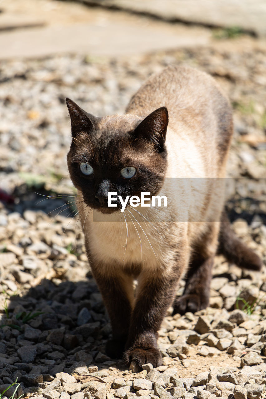 close-up of cat looking away