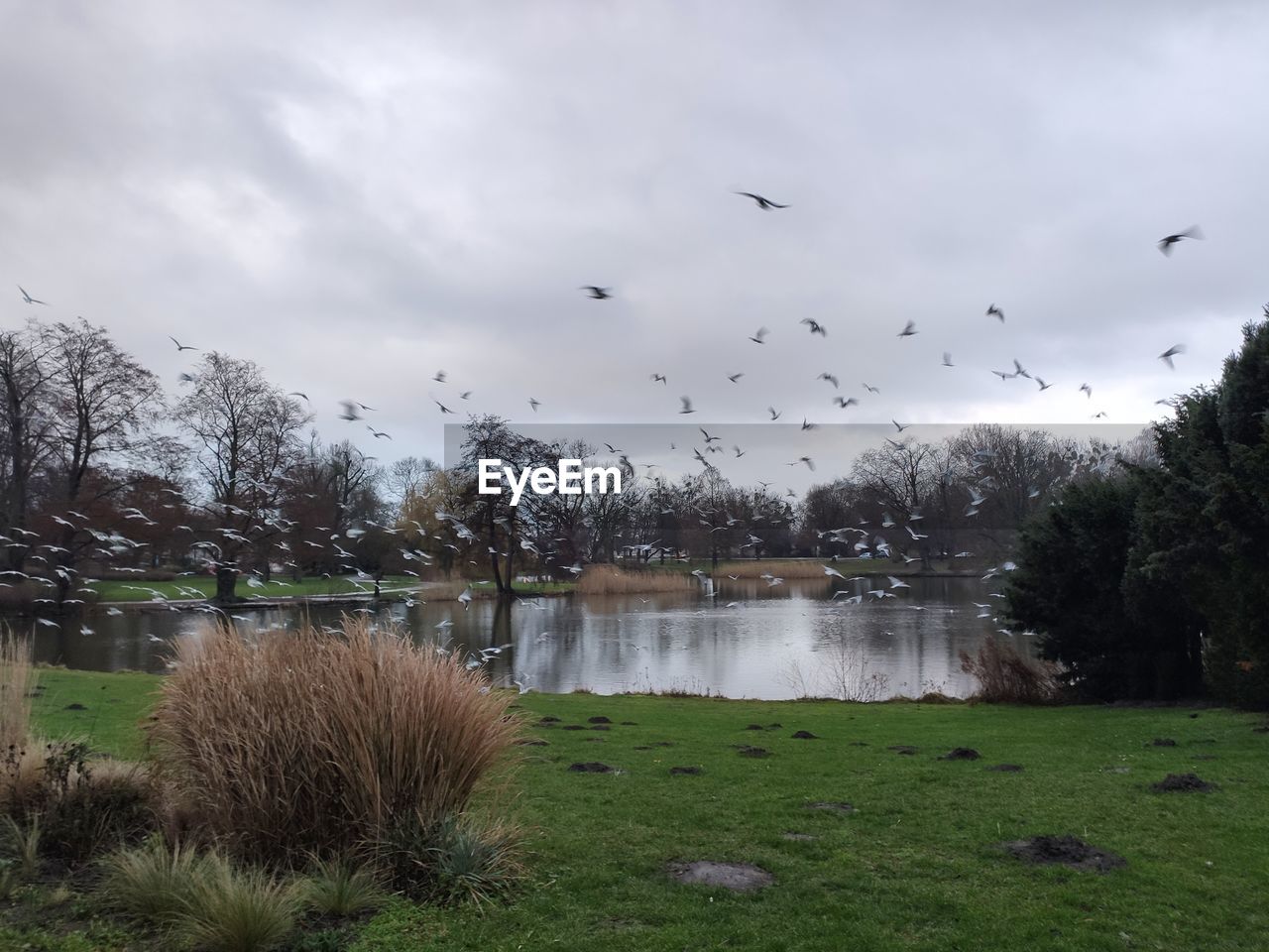 VIEW OF BIRDS FLYING OVER LAKE