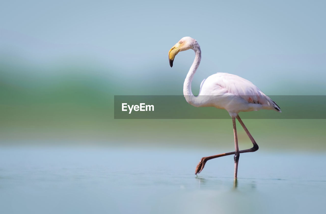 SIDE VIEW OF A BIRD IN WATER