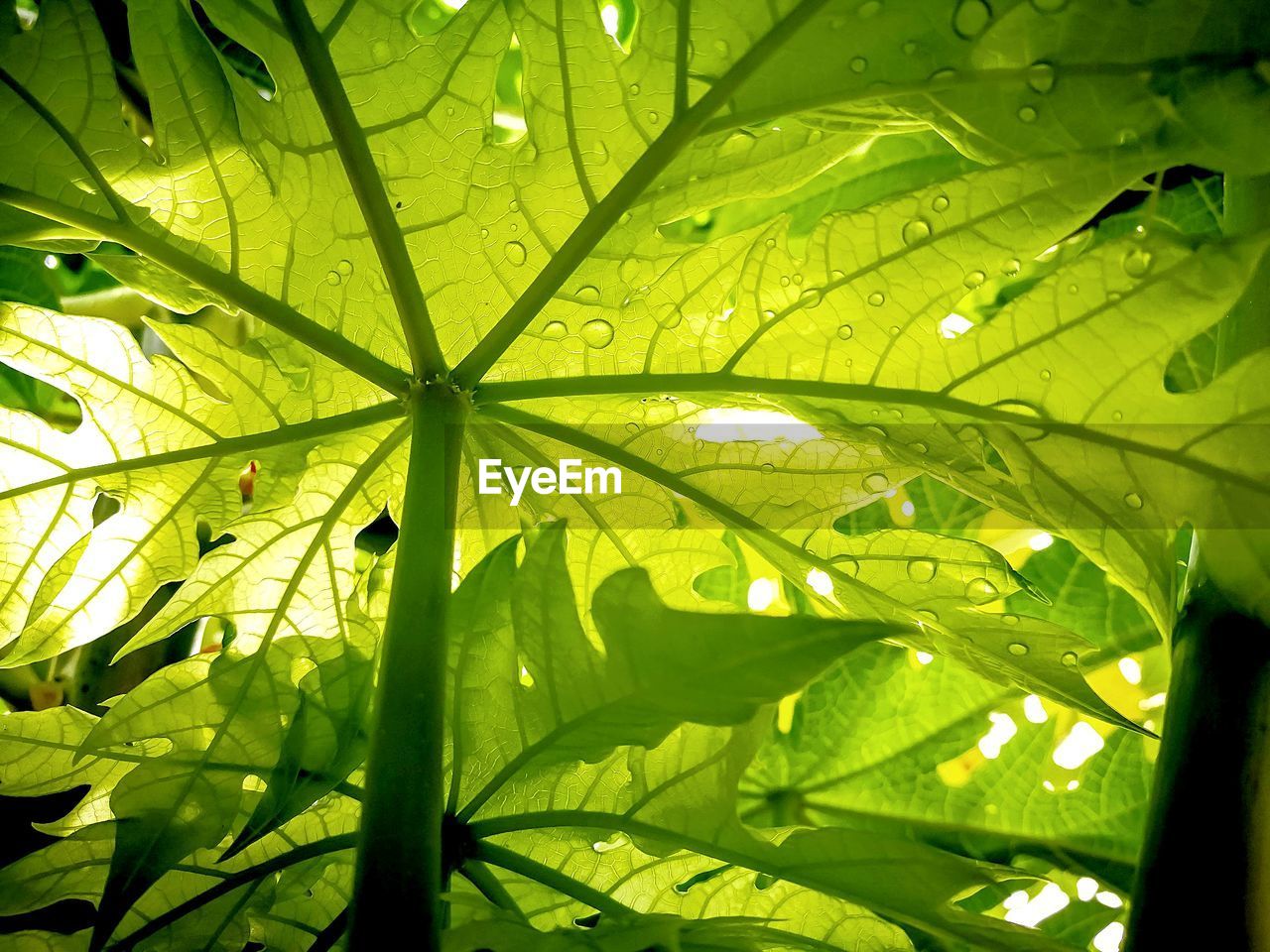 CLOSE-UP OF WET LEAVES