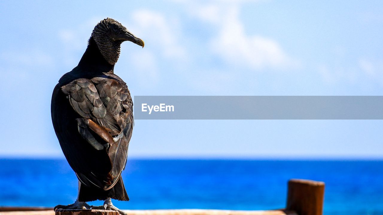 Close-up of bird perching on shore against sky