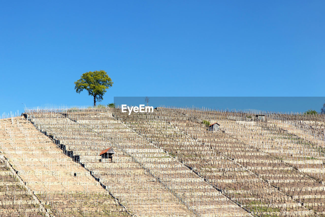 View of an animal on the wall against clear blue sky