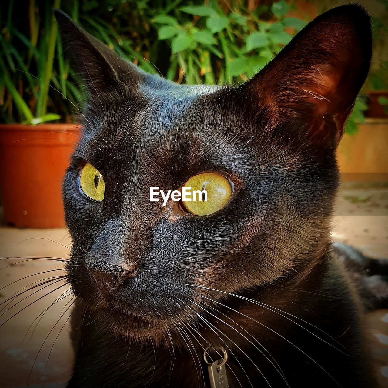 CLOSE-UP OF BLACK CAT