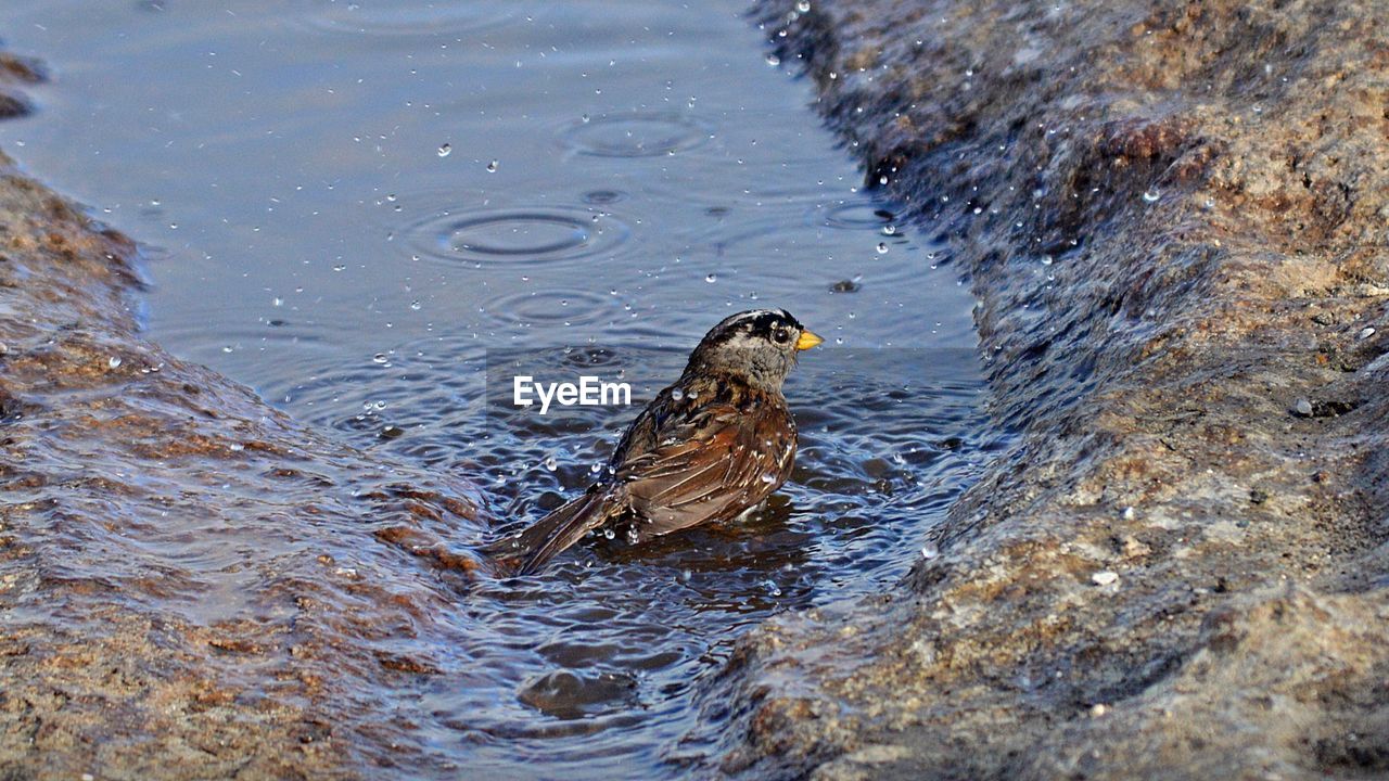 CLOSE-UP OF DUCKS SWIMMING IN LAKE