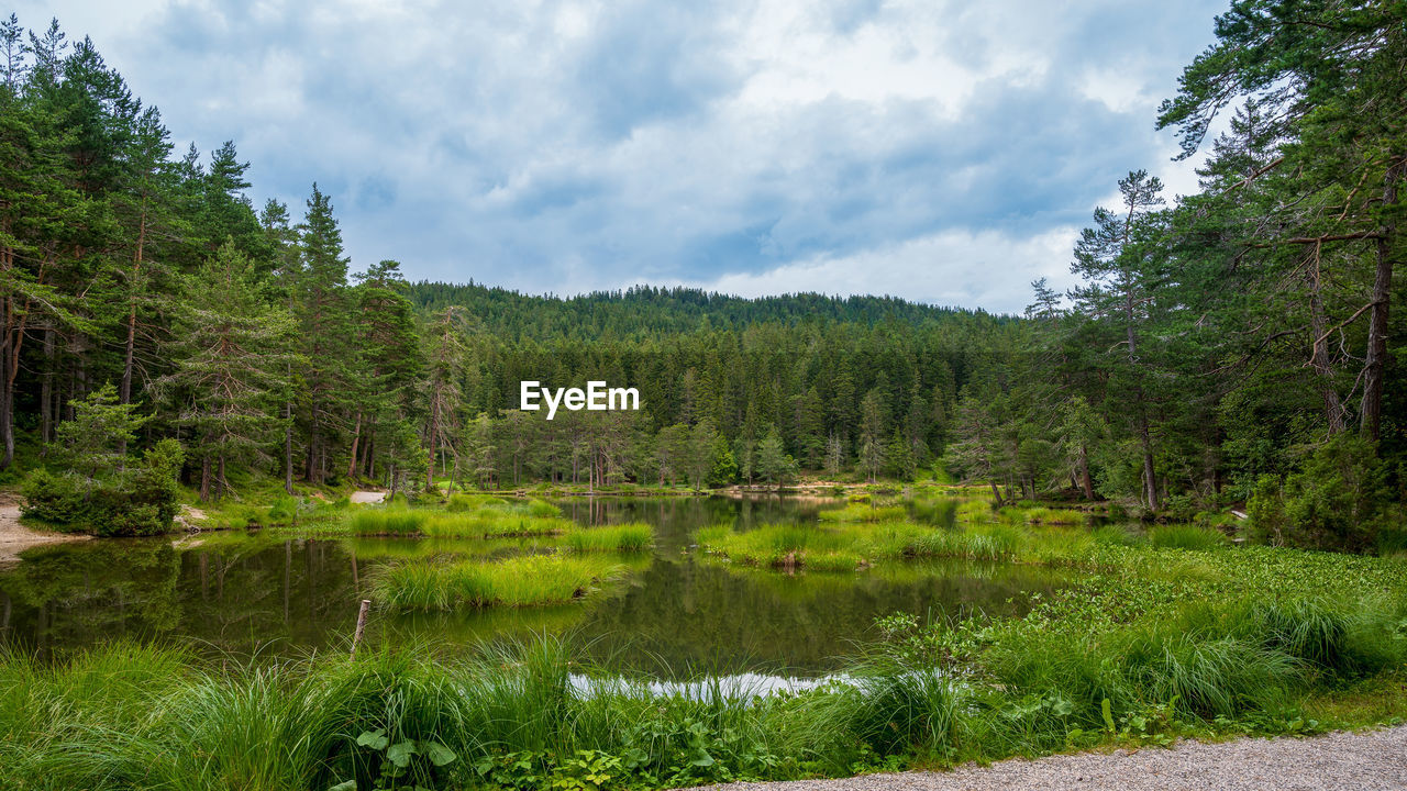 Scenic view of lake in forest against sky