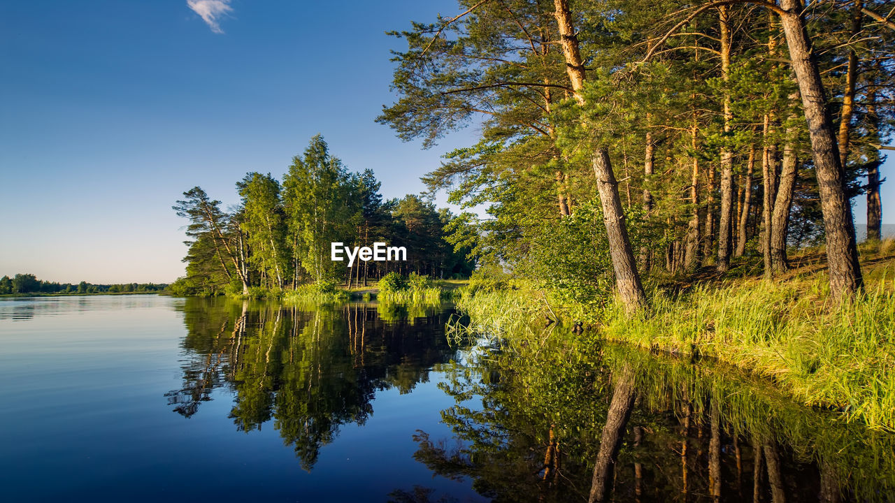 The coastal forest is illuminated by the rising sun and reflected in the water mirror.