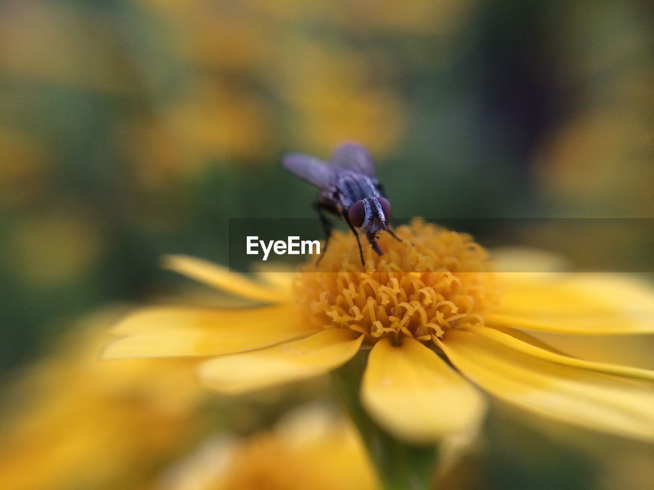 CLOSE-UP OF BUMBLEBEE ON YELLOW FLOWER