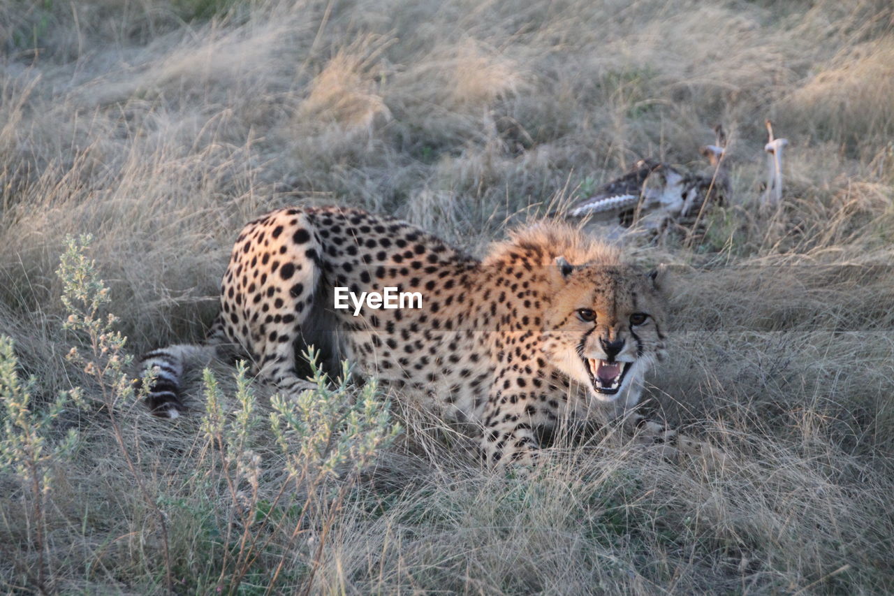 Aggressive cheetah 