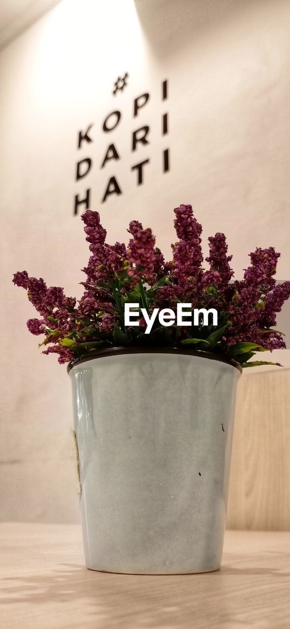 CLOSE-UP OF POTTED PLANT ON TABLE IN POT