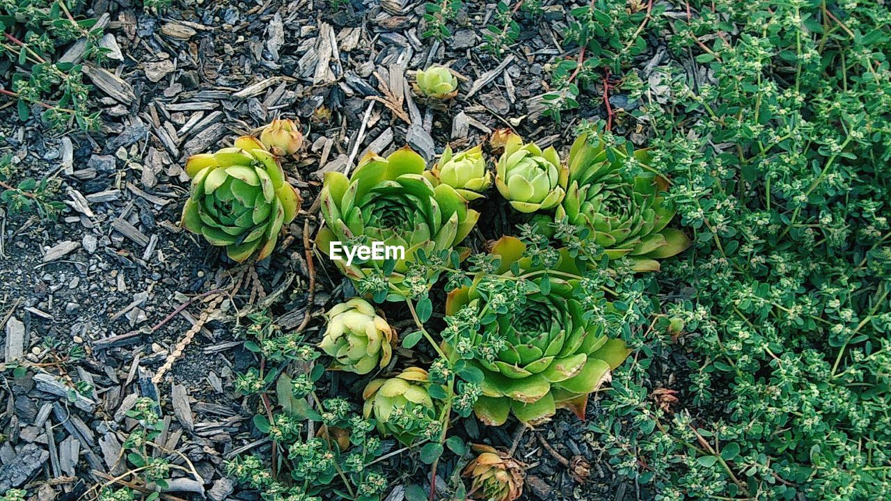 HIGH ANGLE VIEW OF PLANTS ON FIELD