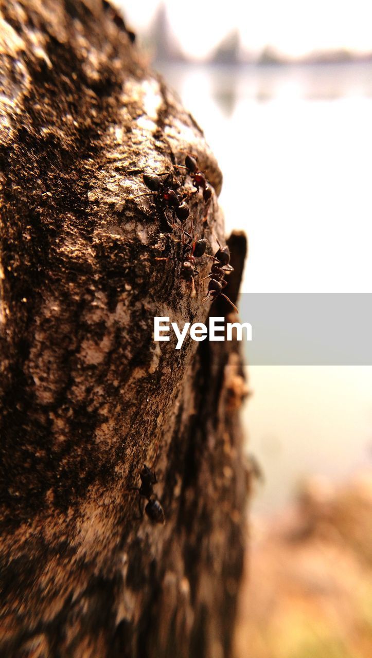 CLOSE-UP OF SNAKE ON TREE TRUNK