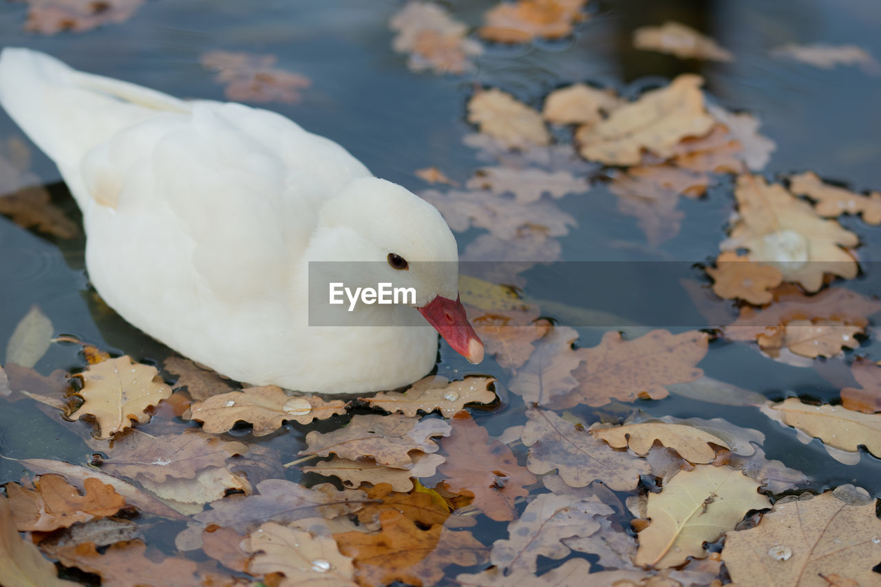 animal themes, animal, bird, animal wildlife, water, wildlife, one animal, nature, lake, water bird, no people, beak, white, leaf, ducks, geese and swans, plant part, reflection, close-up, day, duck, outdoors