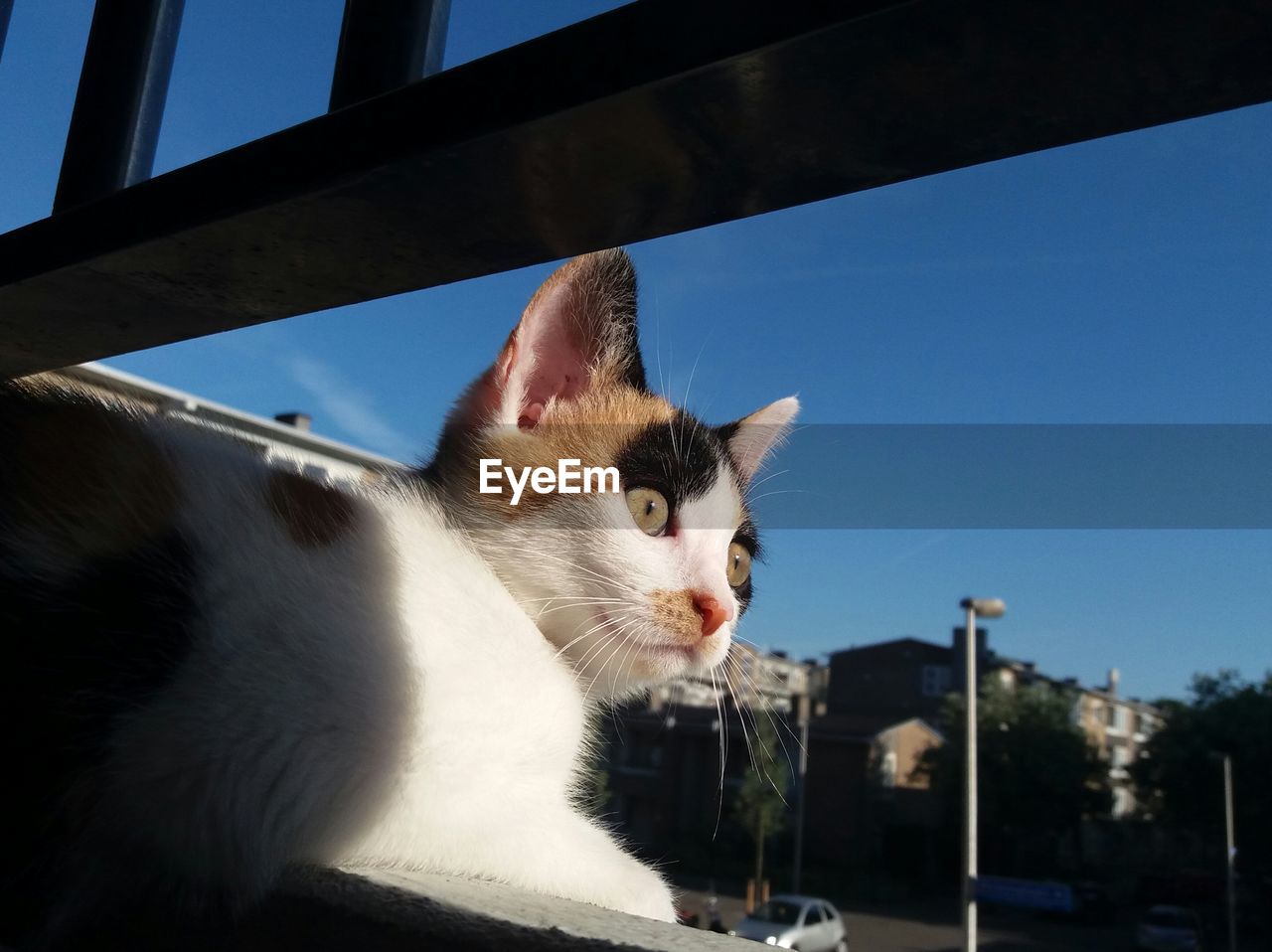 CLOSE-UP OF CAT BY WALL AGAINST SKY