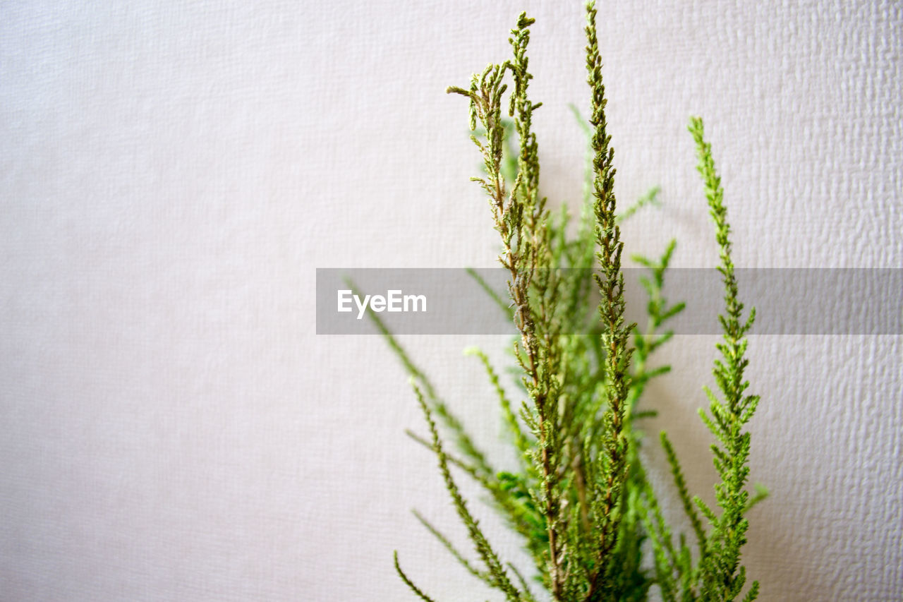 CLOSE-UP OF FRESH PLANT