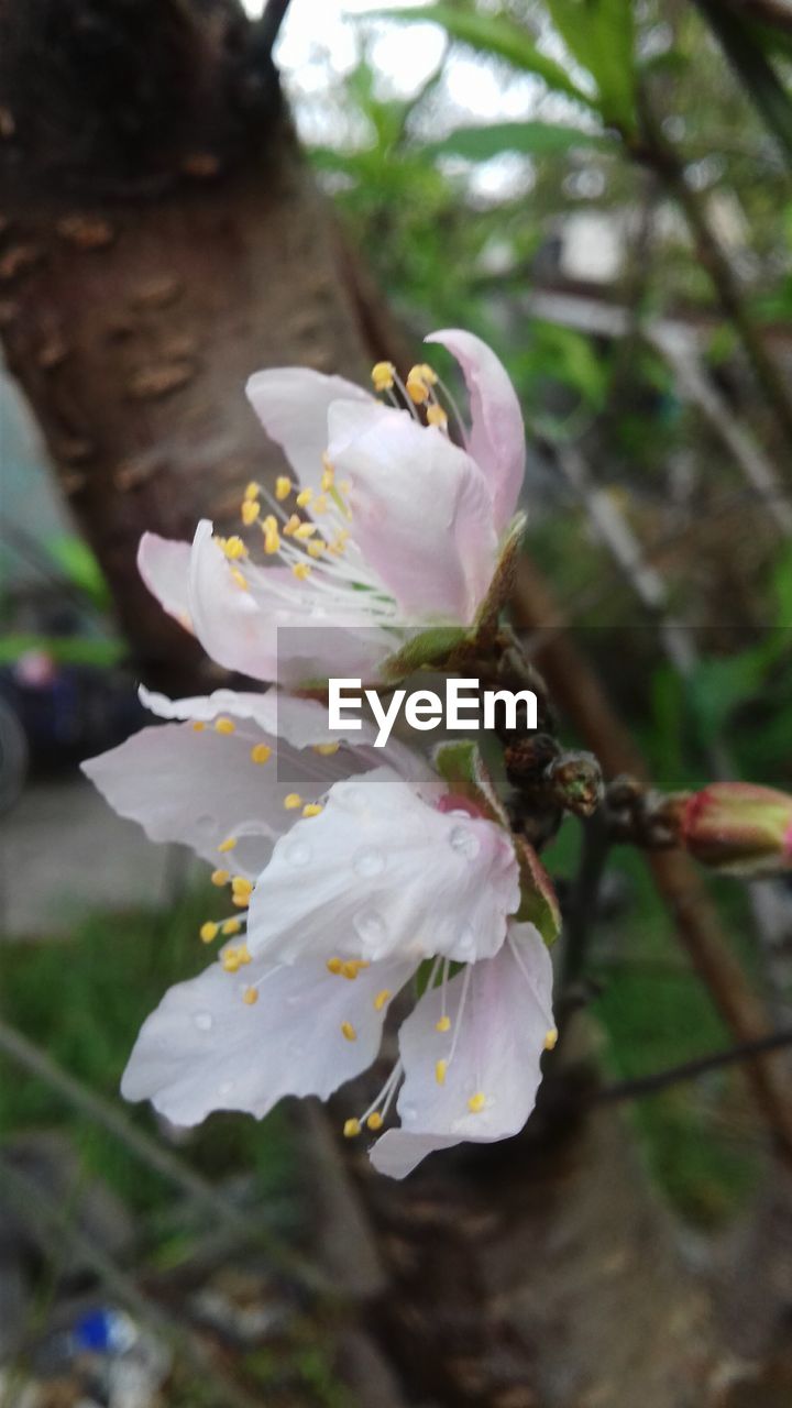 CLOSE-UP OF BUTTERFLY ON FLOWER TREE