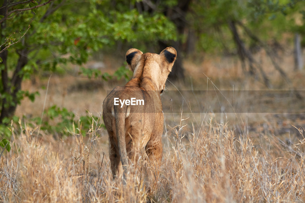 Lioness from behind, standing in the grass