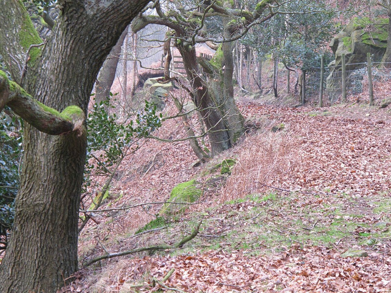 IVY ON TREE