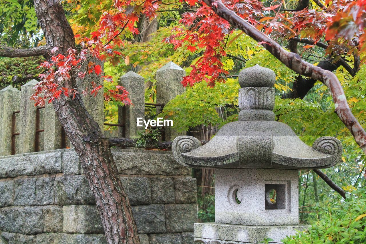 VIEW OF TREES IN GARDEN