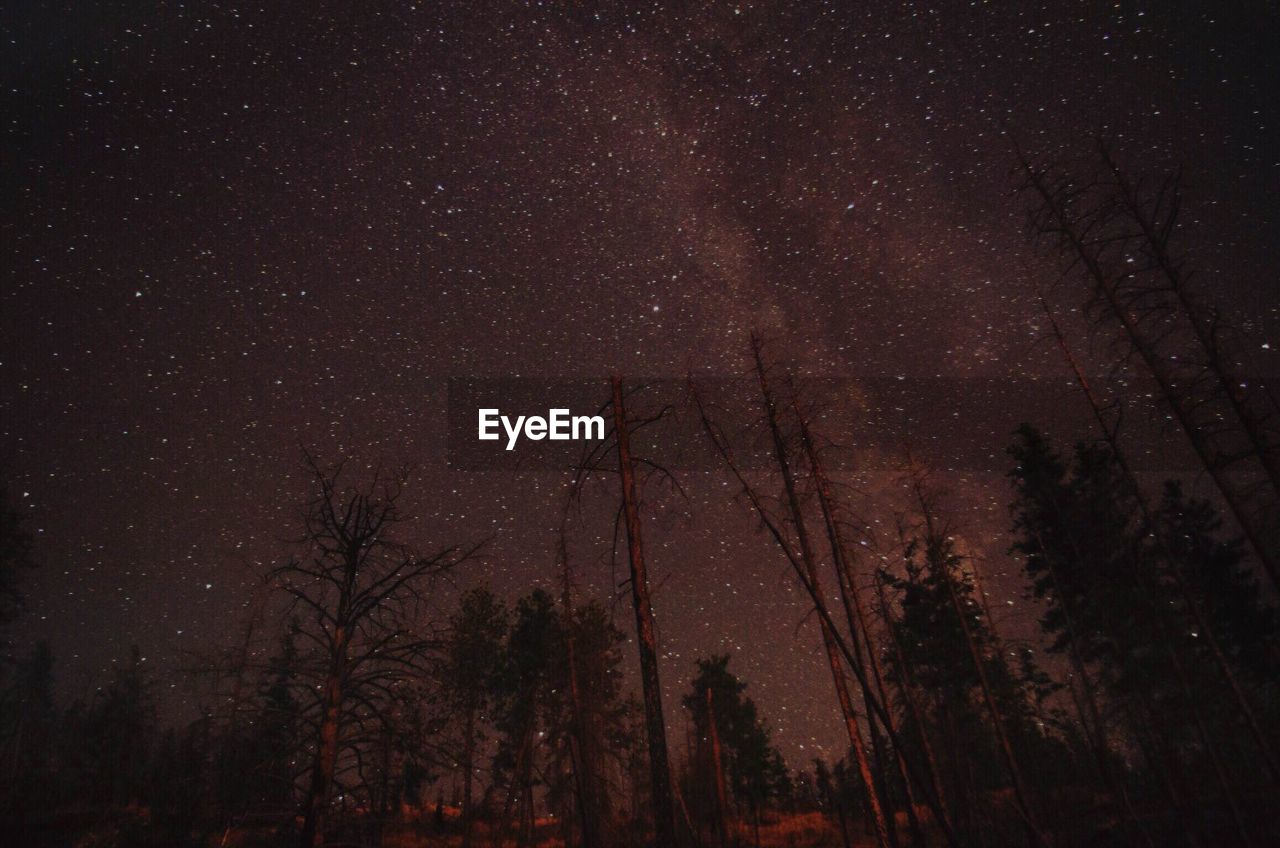 Low angle view of bare trees against star field