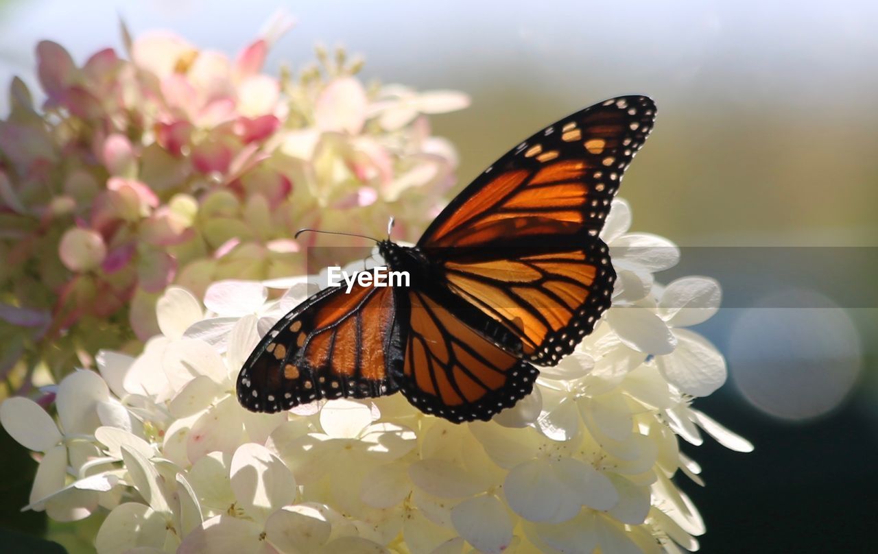 Close-up of butterfly pollinating on flower