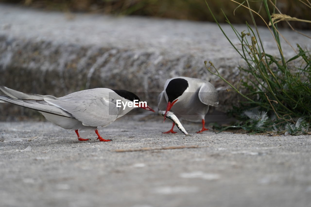 CLOSE-UP OF BIRDS ON GROUND