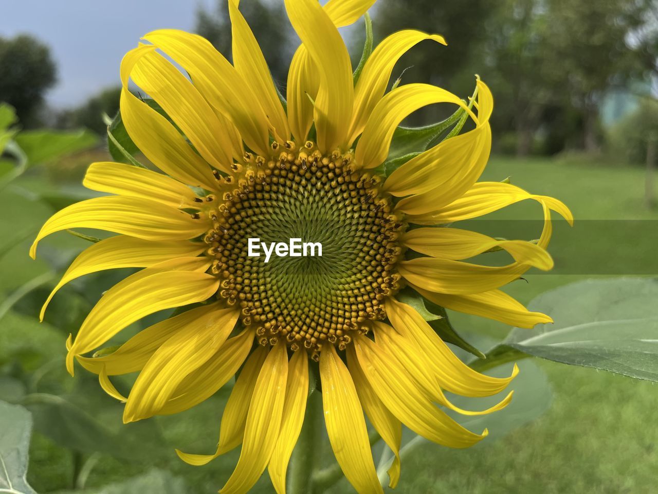 plant, flower, flowering plant, yellow, sunflower, beauty in nature, freshness, flower head, growth, petal, inflorescence, nature, close-up, fragility, pollen, field, focus on foreground, landscape, sky, rural scene, no people, springtime, asterales, outdoors, summer, sunflower seed, botany, day, land, blossom, seed, environment, agriculture, vibrant color, green