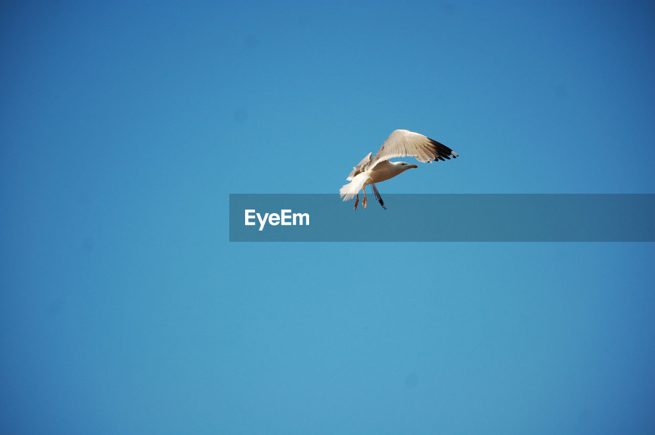 LOW ANGLE VIEW OF SEAGULL FLYING IN THE SKY