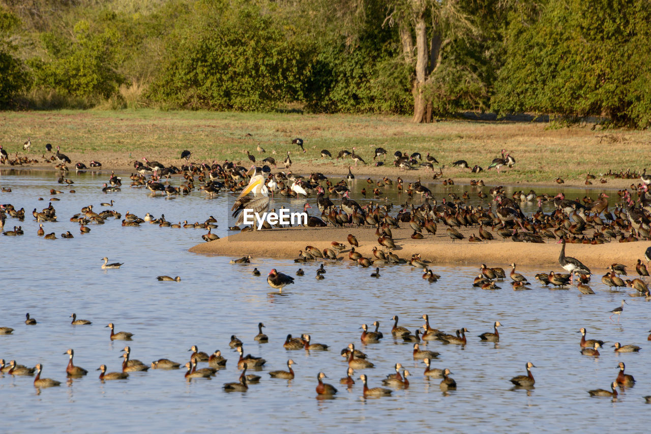 DUCKS IN LAKE