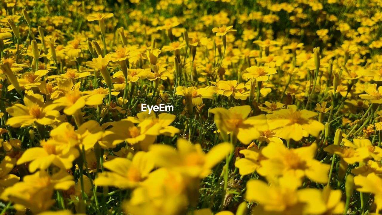 Yellow flowering plants on field