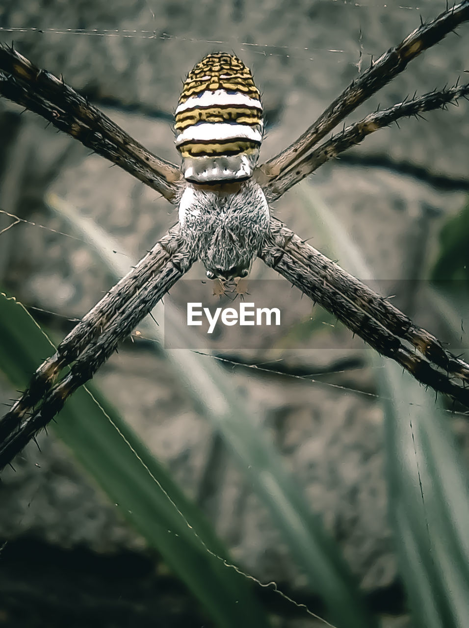 CLOSE-UP OF DRAGONFLY ON BRANCH