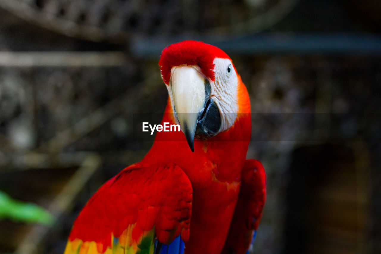 Close-up of parrot, red macaw in gembiraloka zoo