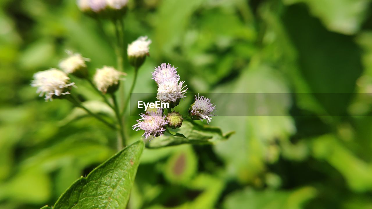 CLOSE-UP OF FLOWERING PLANT AGAINST WHITE WALL