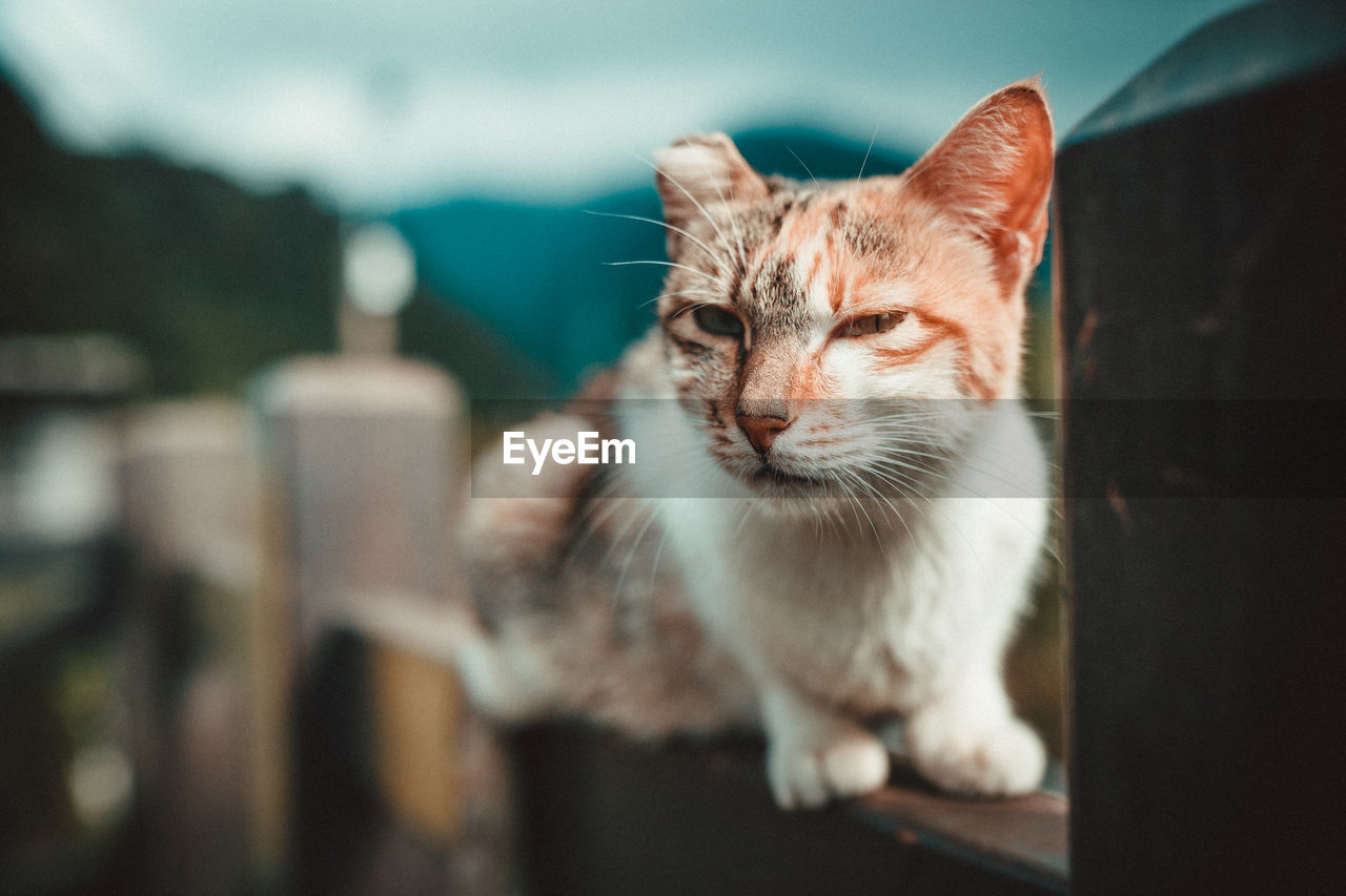 Close-up of cat on fence