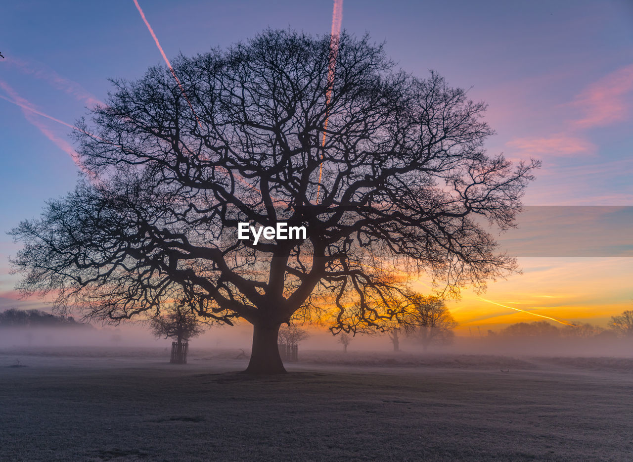 Bare tree on landscape at sunset