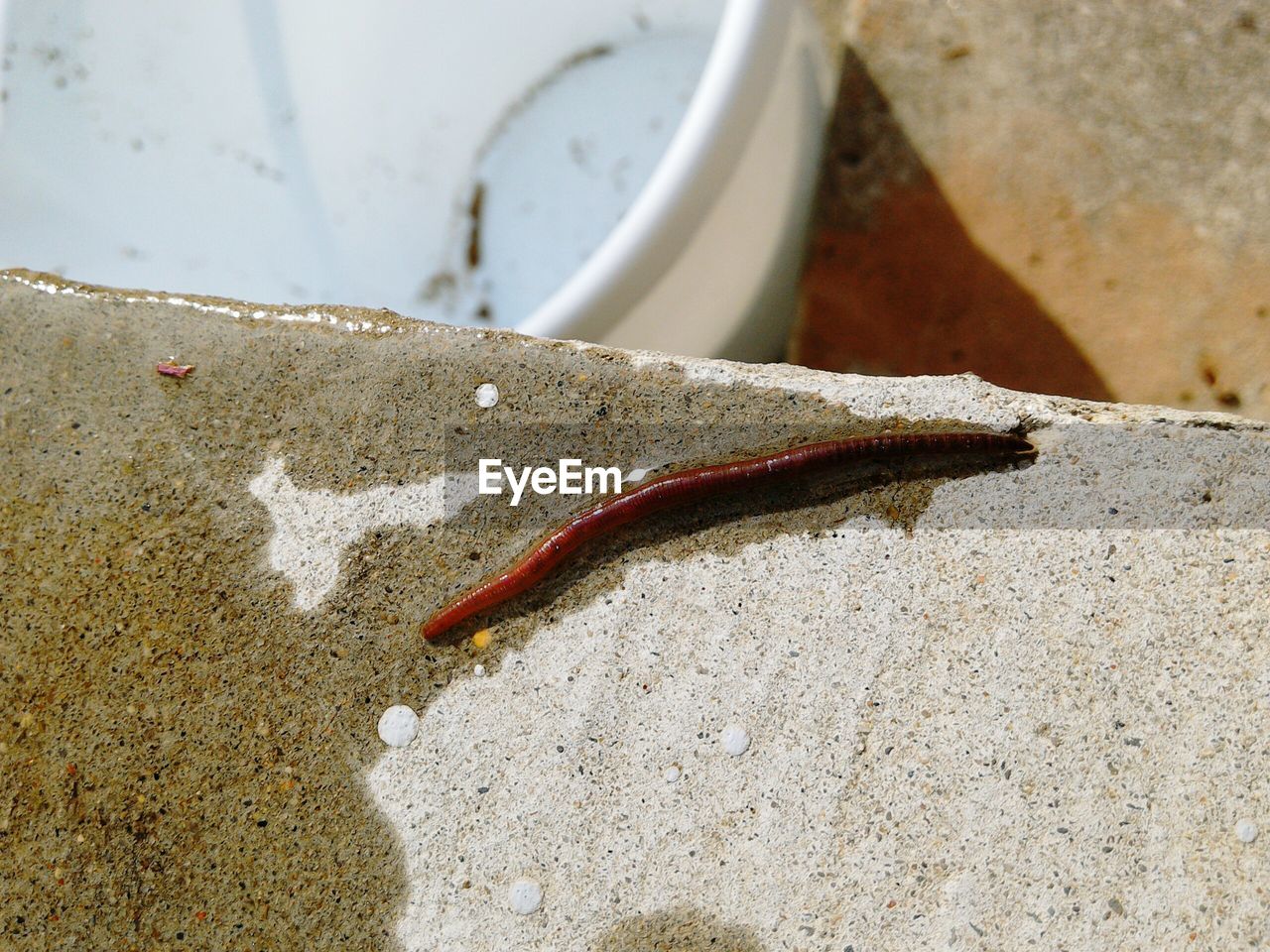 Close-up of earthworm on retaining wall
