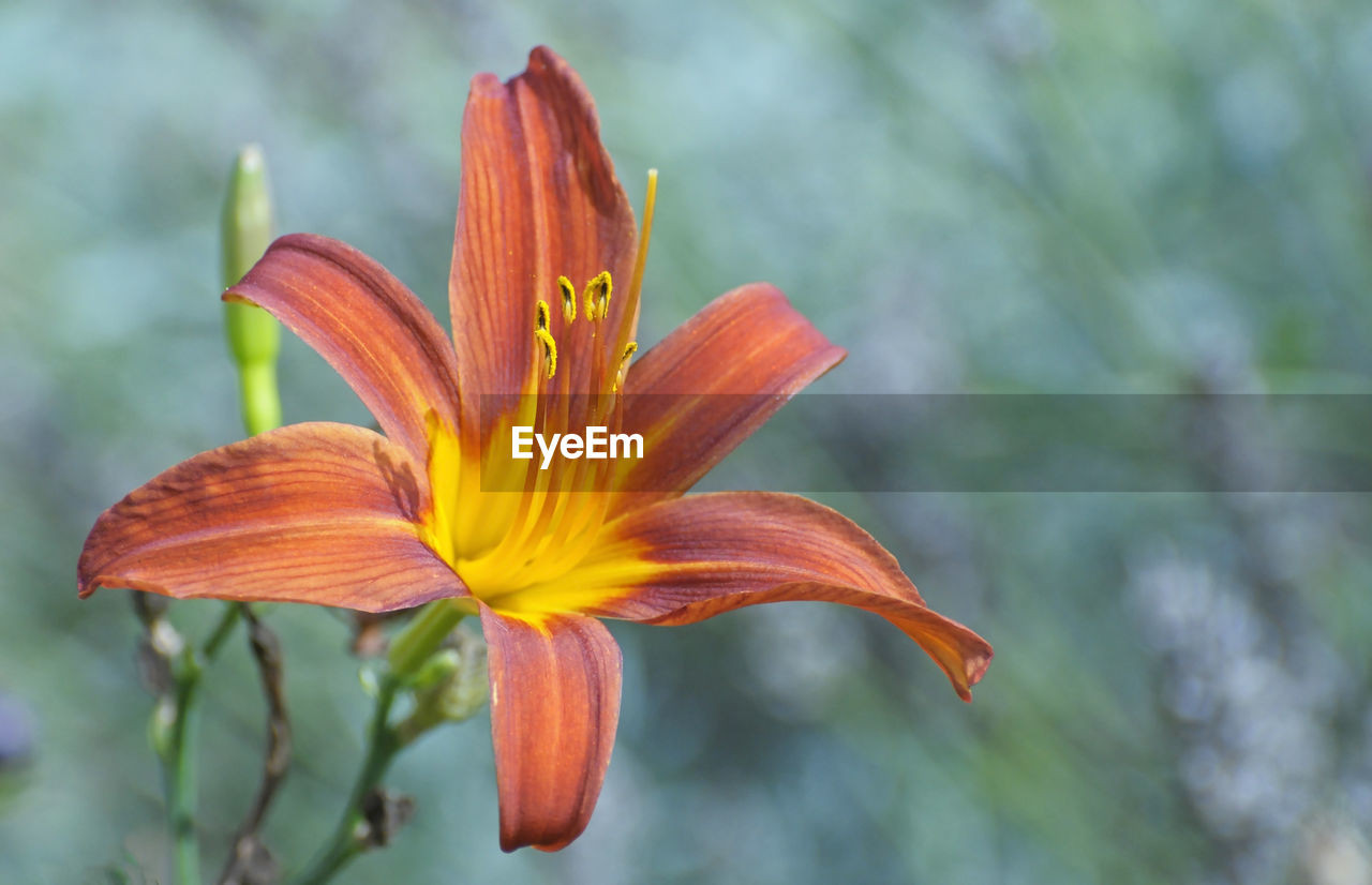 Close-up of day lily