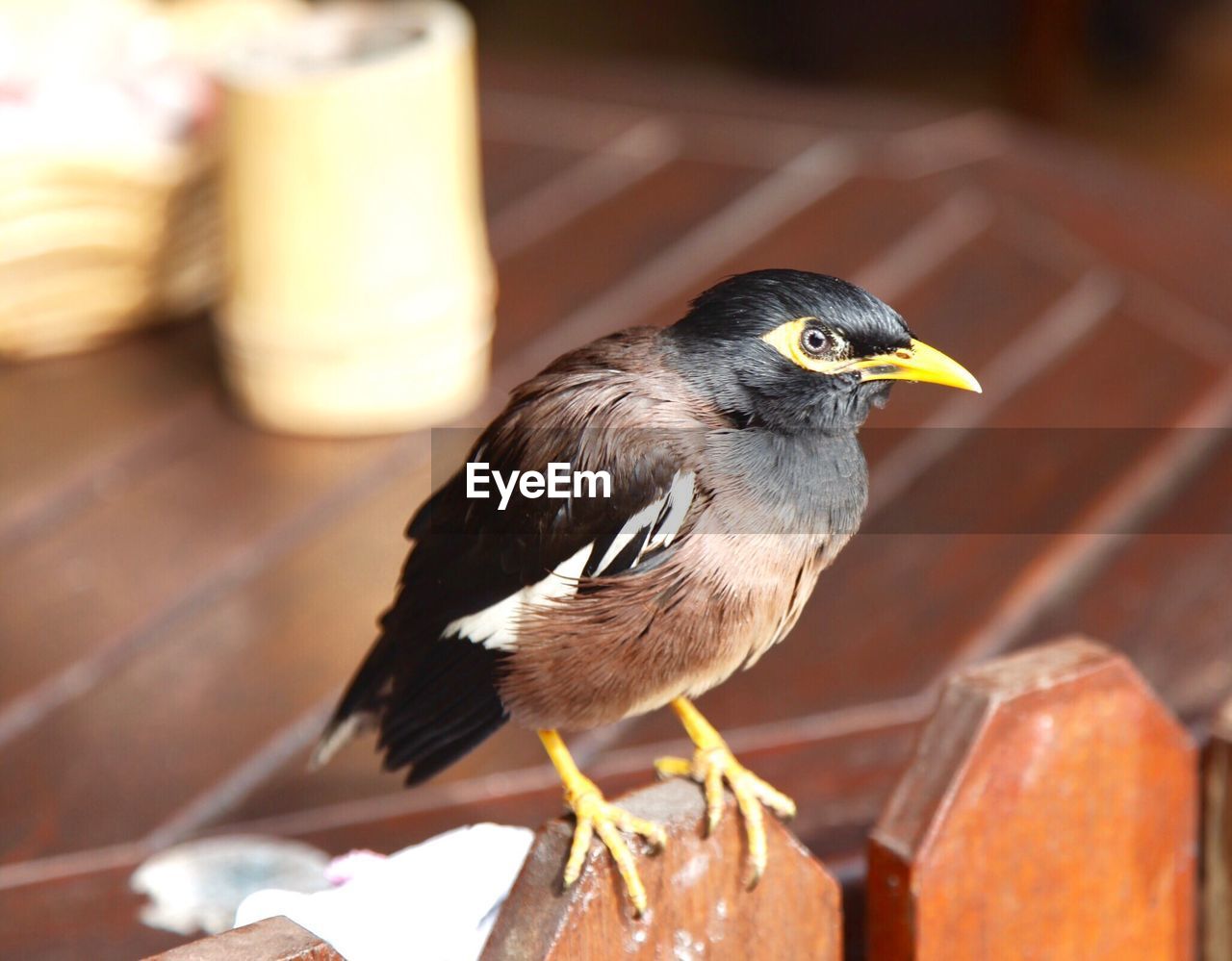 CLOSE-UP OF BIRD