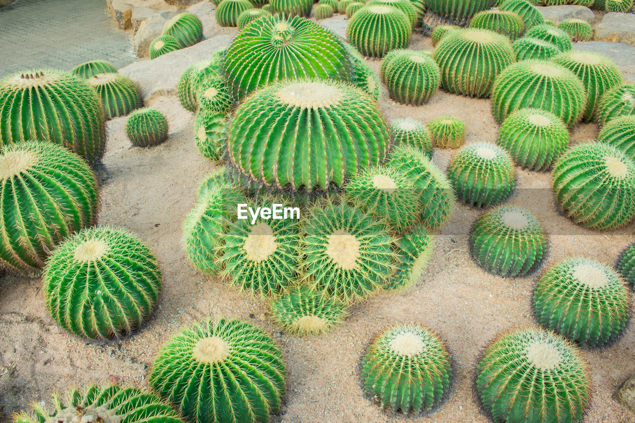 HIGH ANGLE VIEW OF SUCCULENT PLANTS