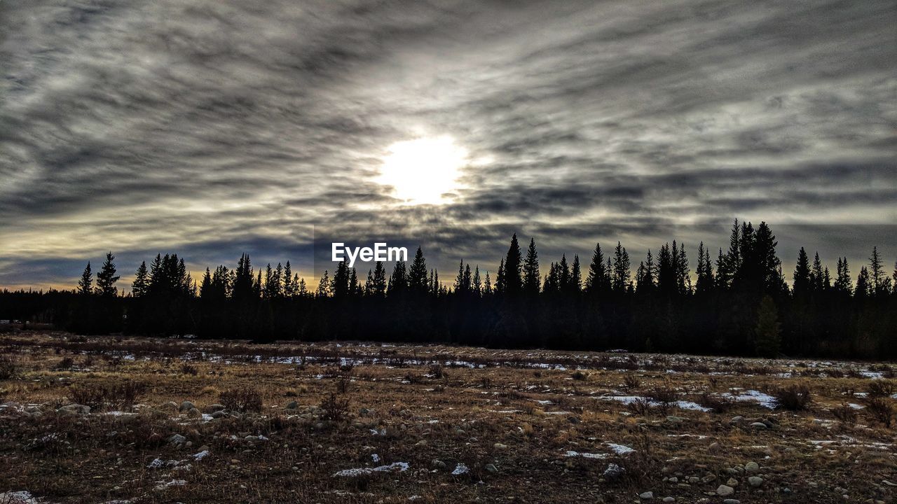 SCENIC VIEW OF FOREST AGAINST SKY