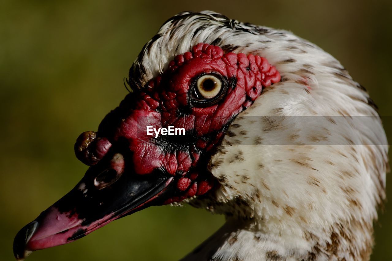 CLOSE-UP OF A DUCK