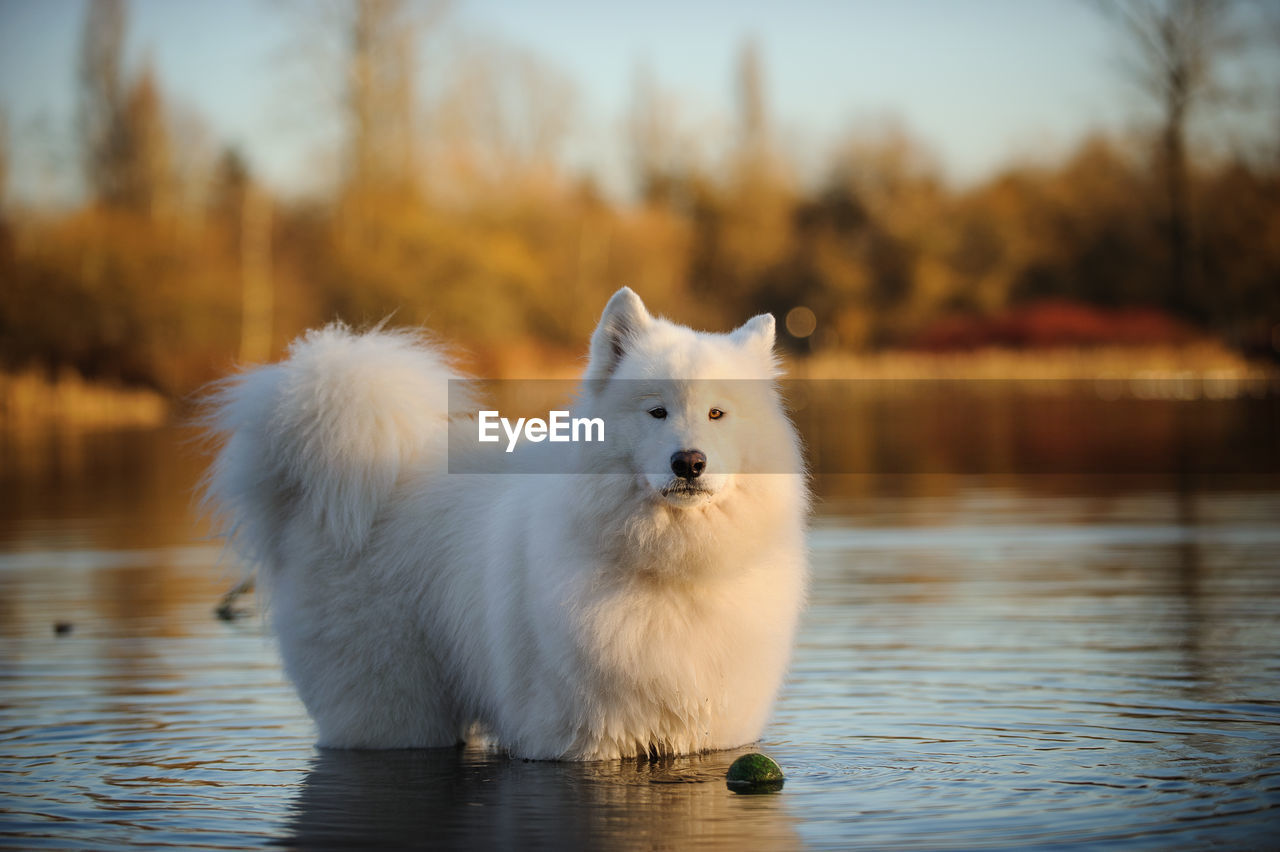 PORTRAIT OF WHITE DOG ON LAKE