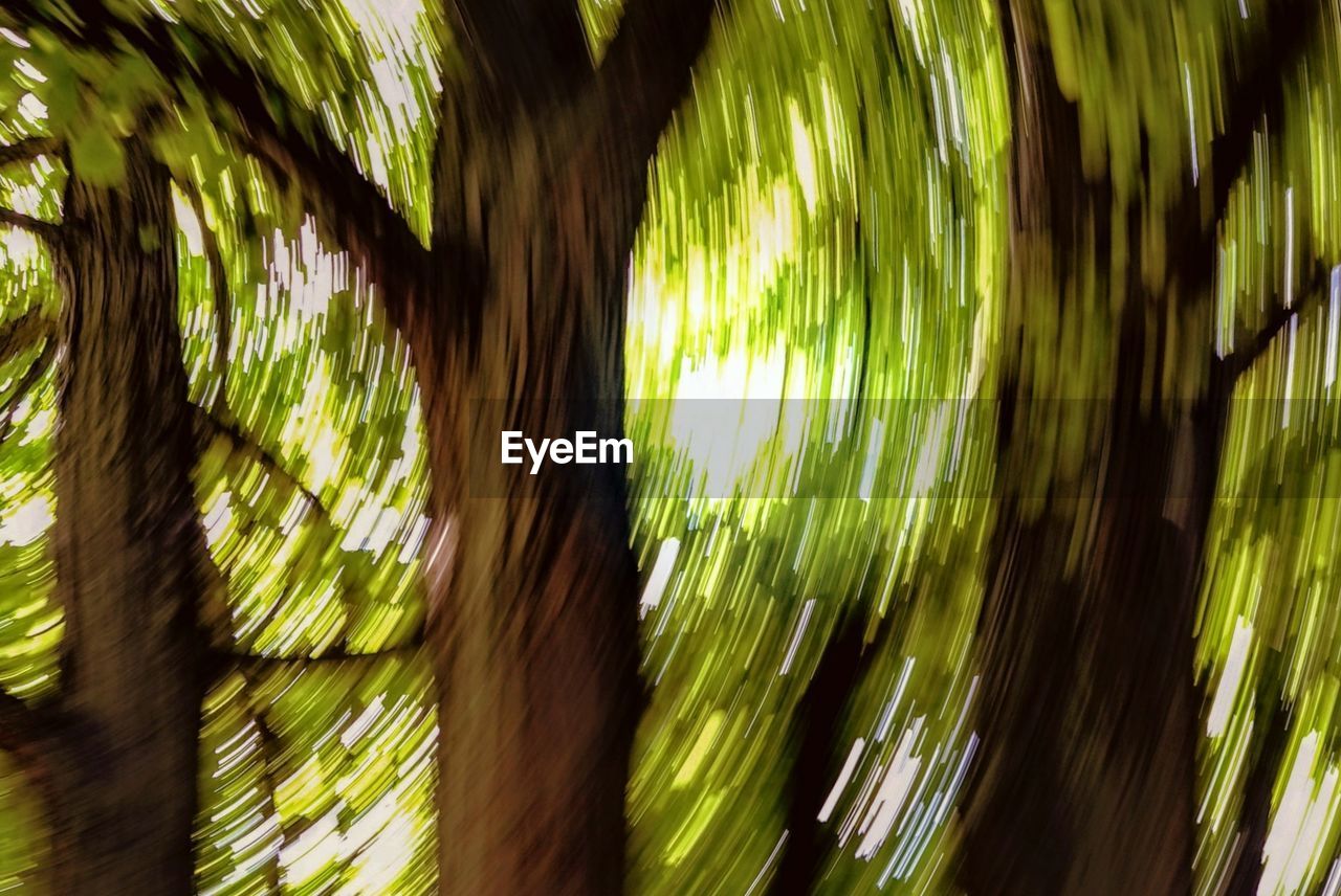 CLOSE-UP OF TREE TRUNKS