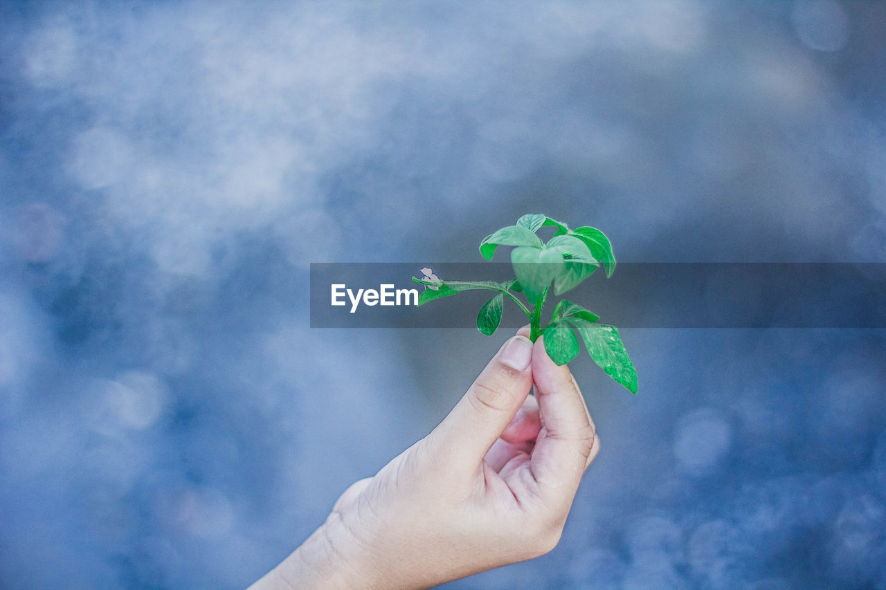 Cropped image of hand holding plant