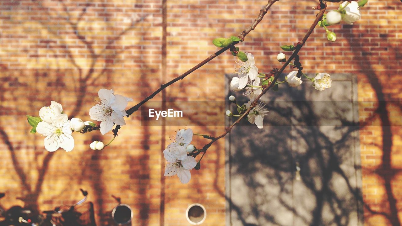 Close-up of white flowers against brick wall