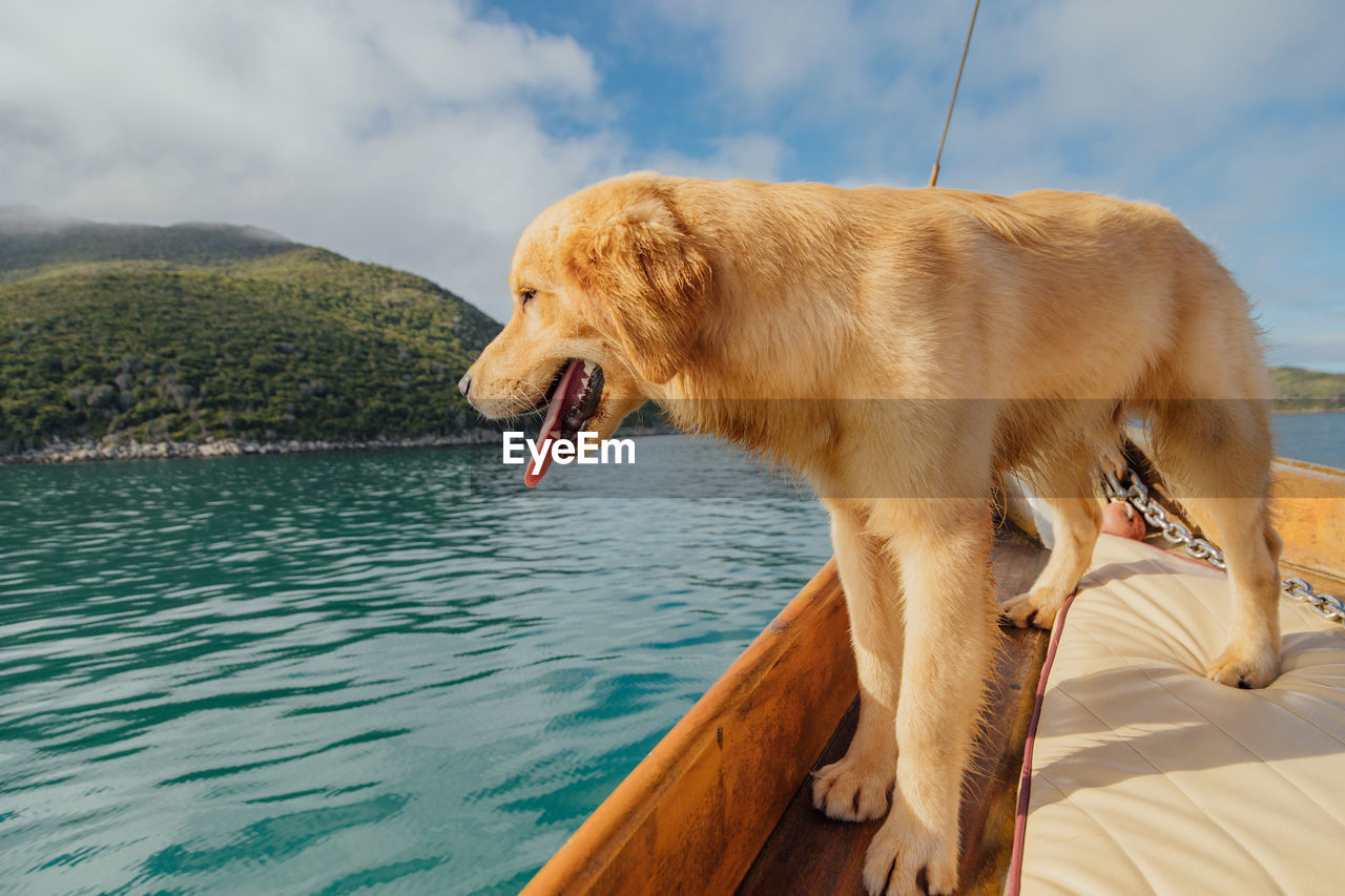 Portrait of dog standing in lake