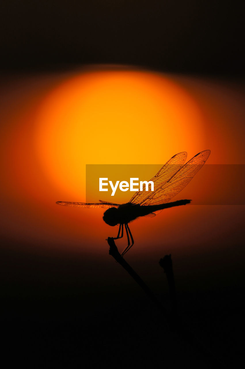 Silhouette of dragonfly over sunset.