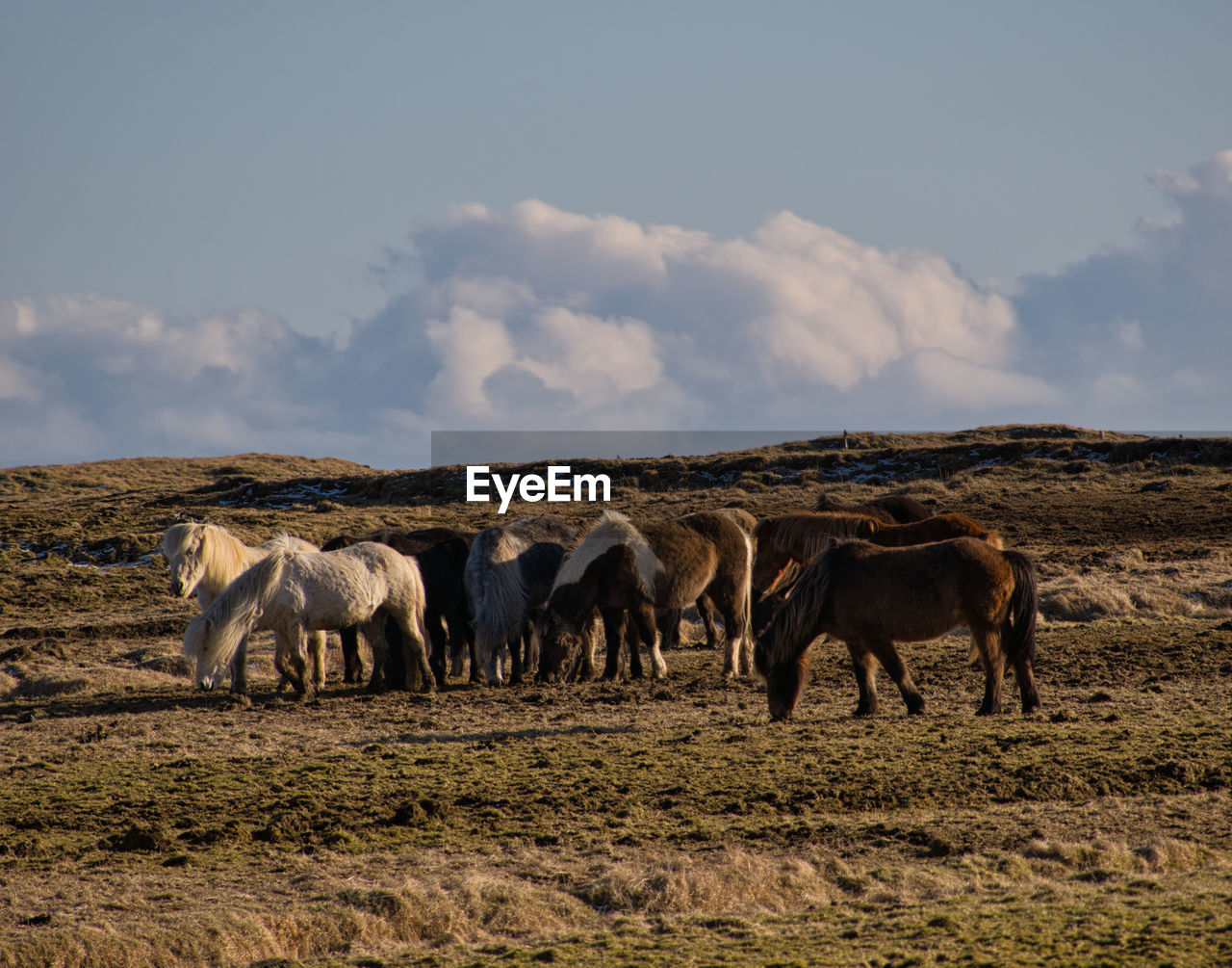HORSES IN THE FIELD